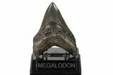 Serrated, Fossil Megalodon Tooth - Georgia #159730-2